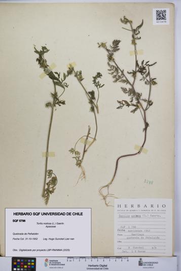 Torilis nodosa [Espécimen: UCH:SQF:0005798]