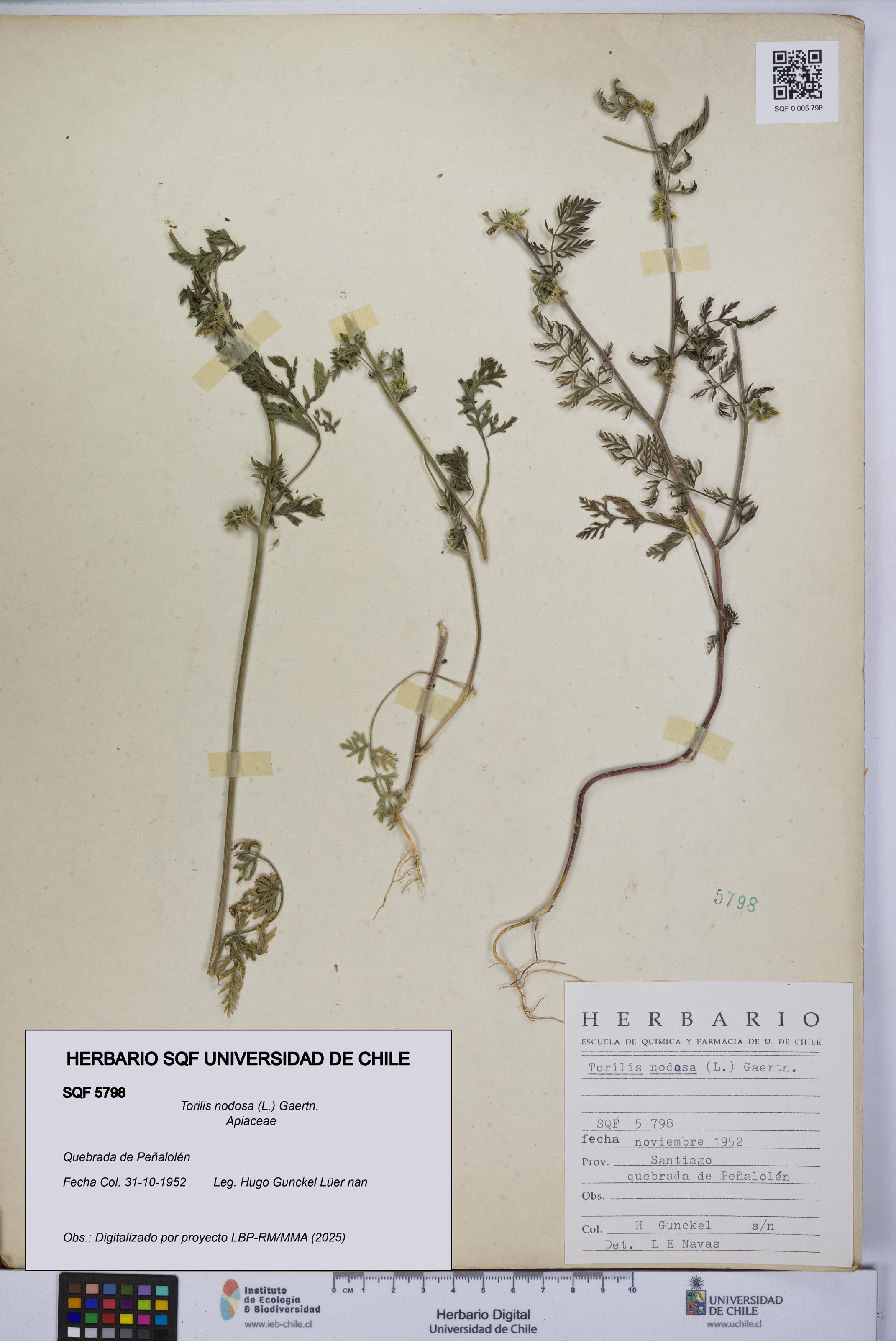 Torilis nodosa [Espécimen: UCH:SQF:0005798]