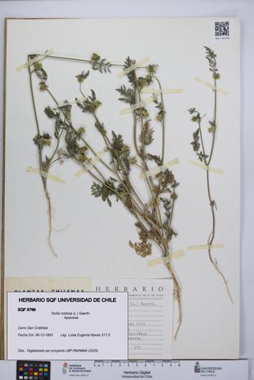 Torilis nodosa [Espécimen: UCH:SQF:0005799]