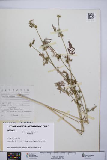 Torilis nodosa [Espécimen: UCH:SQF:0005800]