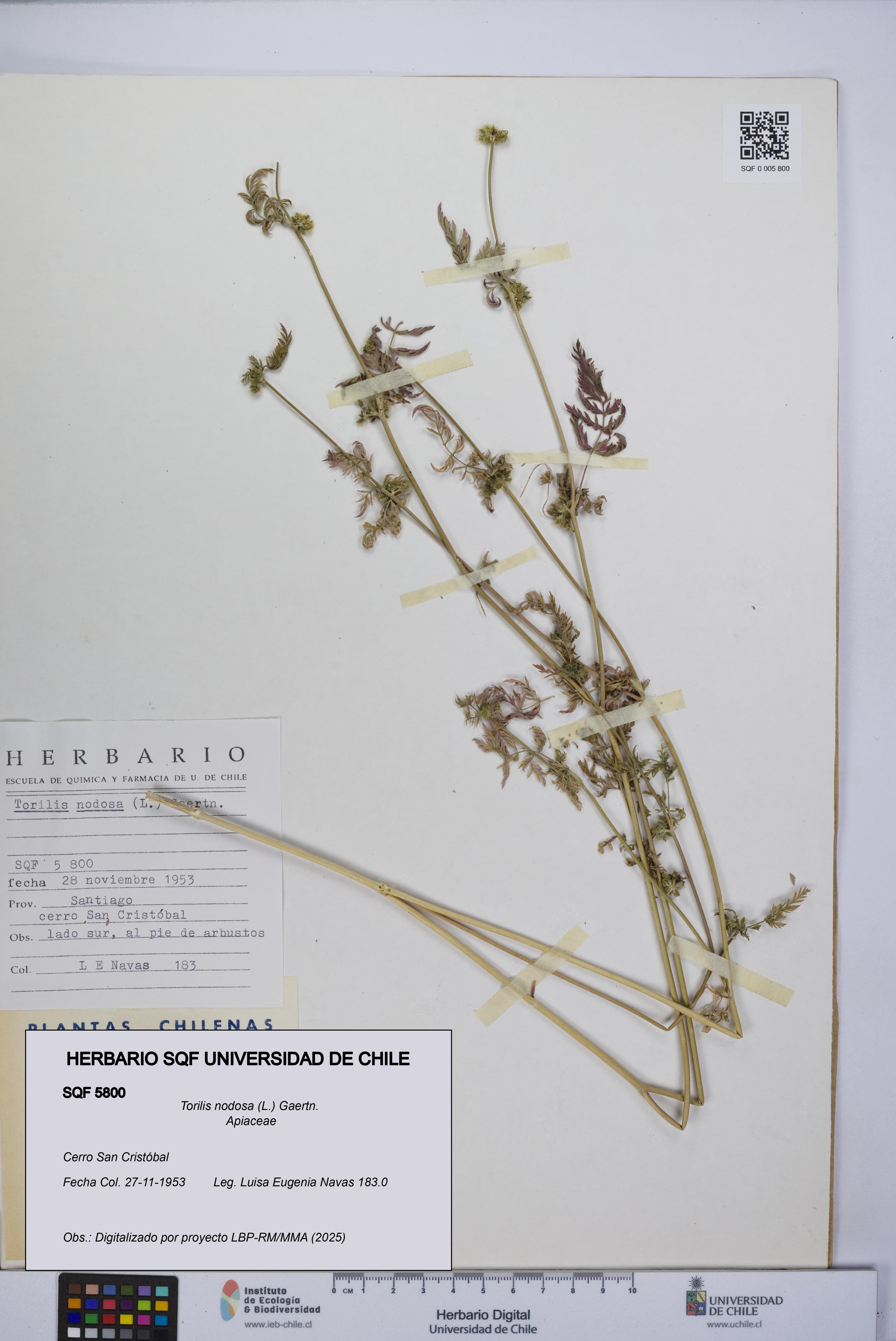 Torilis nodosa [Espécimen: UCH:SQF:0005800]