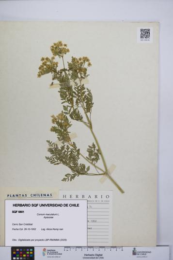 Conium maculatum [Espécimen: UCH:SQF:0005801]