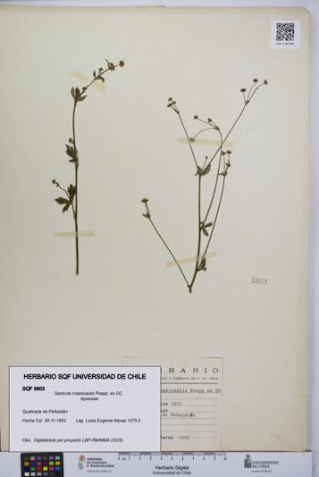 Sanicula crassicaulis [Espécimen: UCH:SQF:0005803]