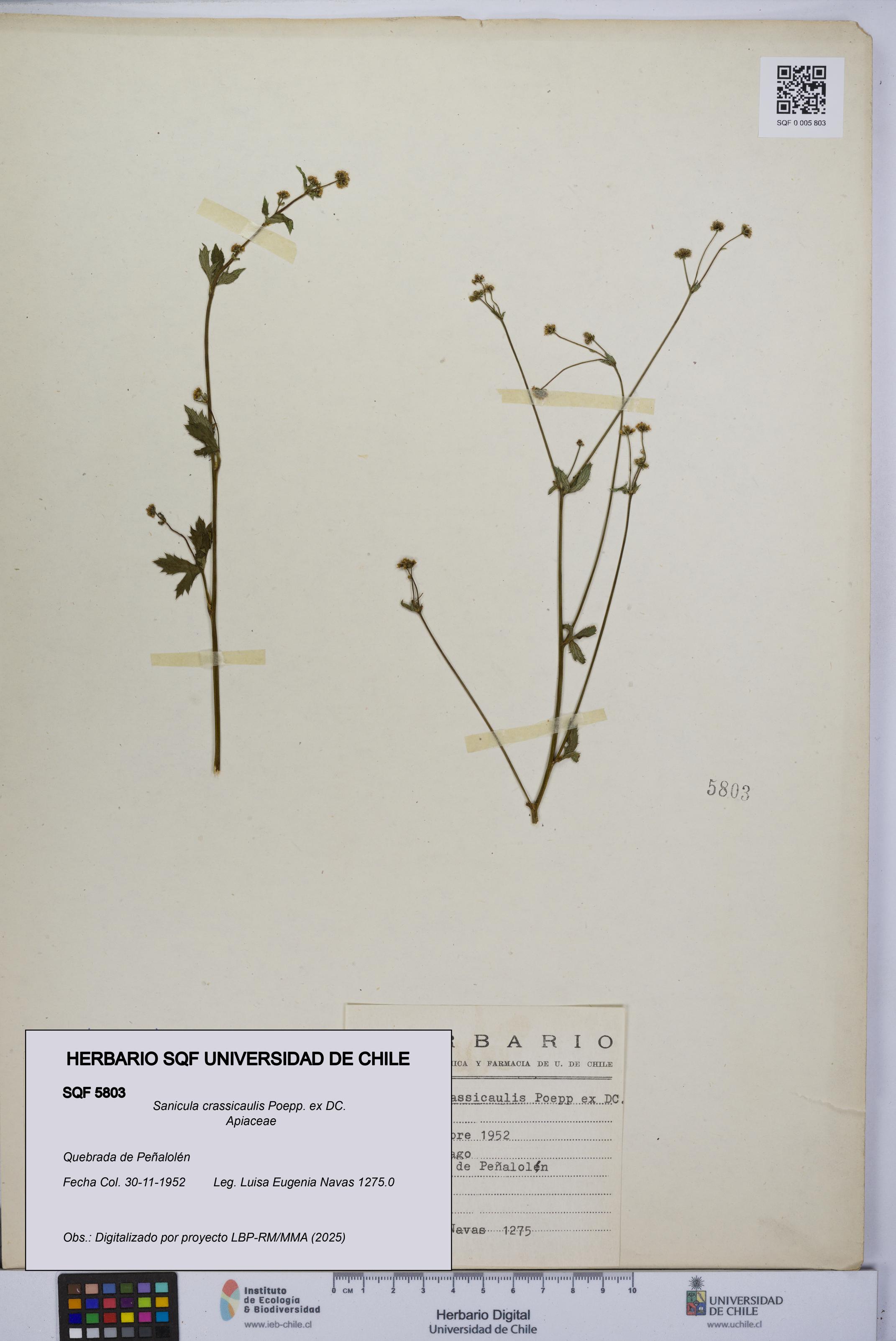 Sanicula crassicaulis [Espécimen: UCH:SQF:0005803]