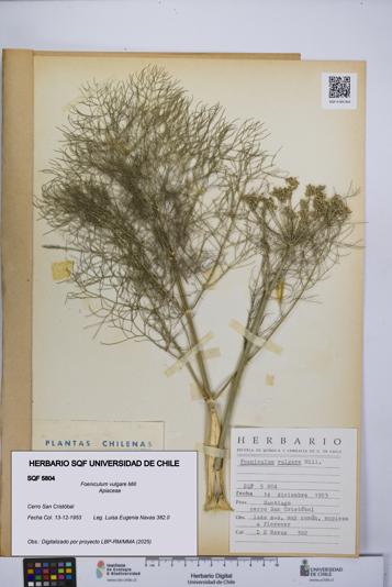 Foeniculum vulgare [Espécimen: UCH:SQF:0005804]