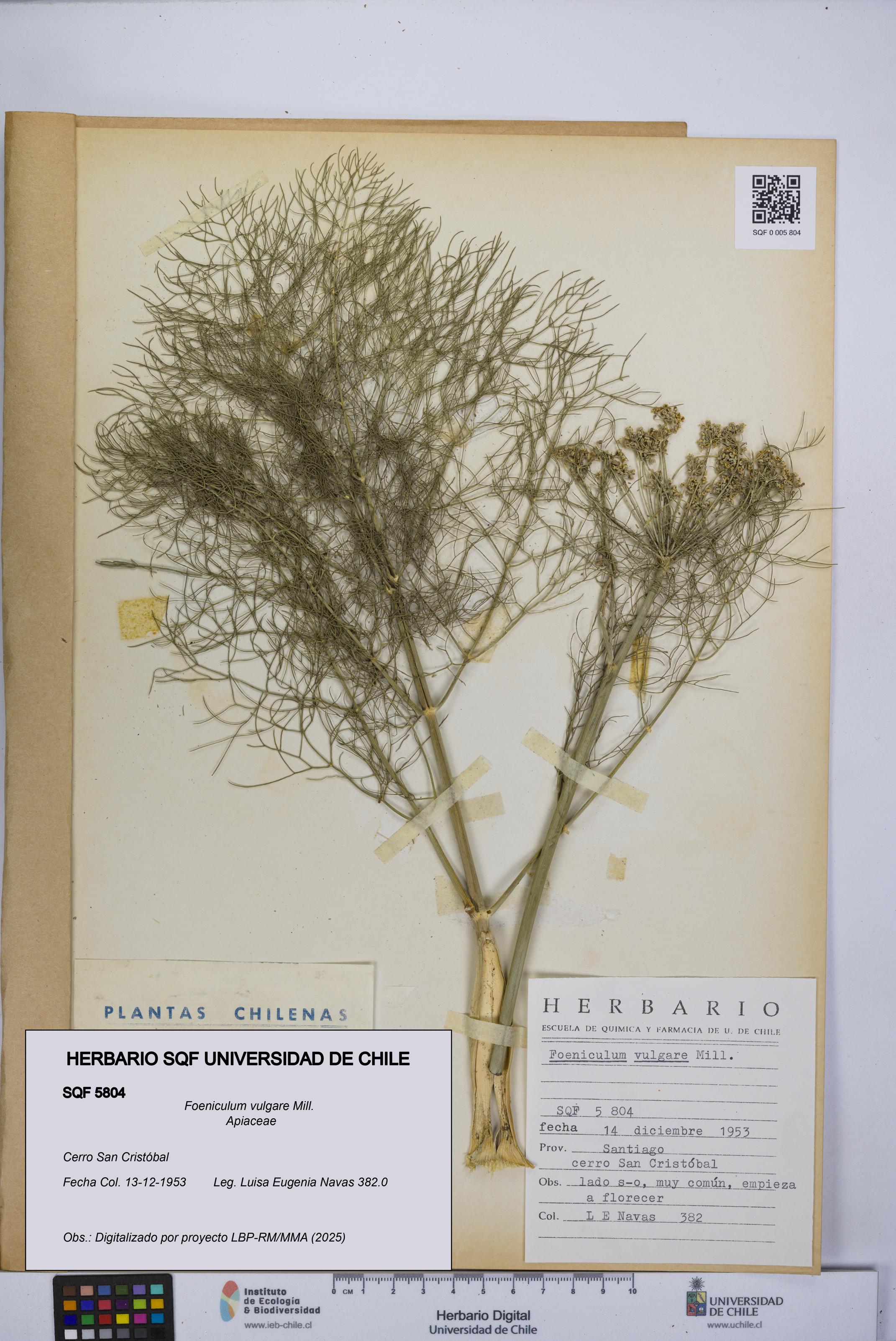Foeniculum vulgare [Espécimen: UCH:SQF:0005804]