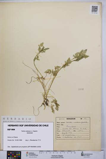 Torilis nodosa [Espécimen: UCH:SQF:0005806]