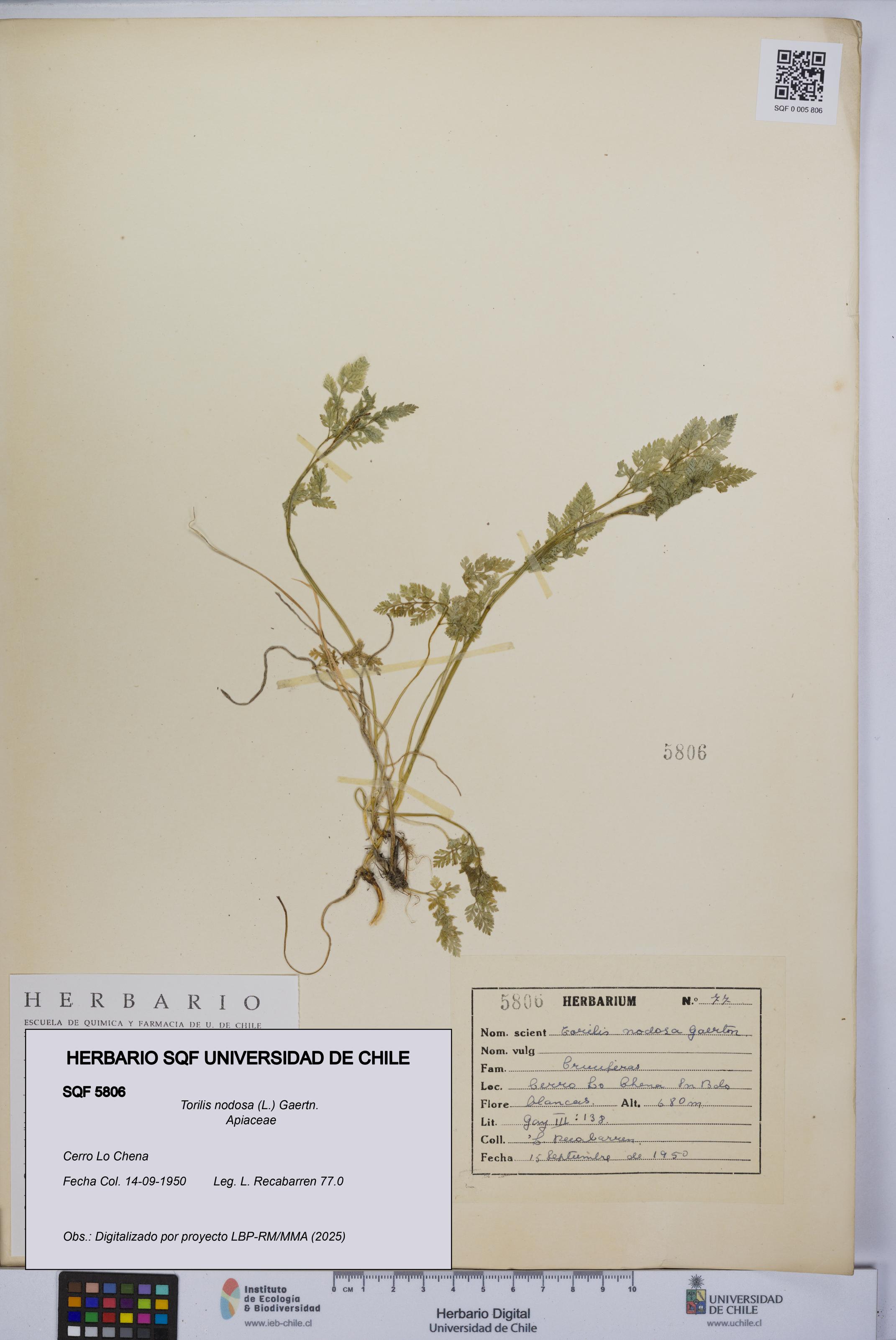 Torilis nodosa [Espécimen: UCH:SQF:0005806]