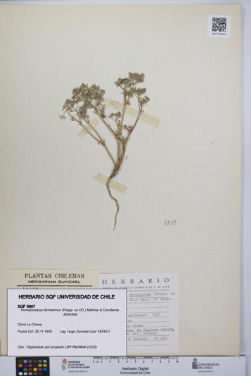 Homalocarpus dichotomus [Espécimen: UCH:SQF:0005807]