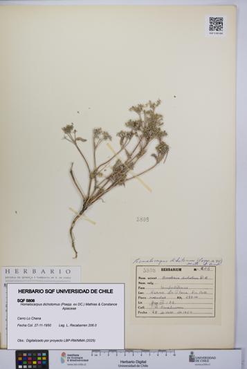 Homalocarpus dichotomus [Espécimen: UCH:SQF:0005808]