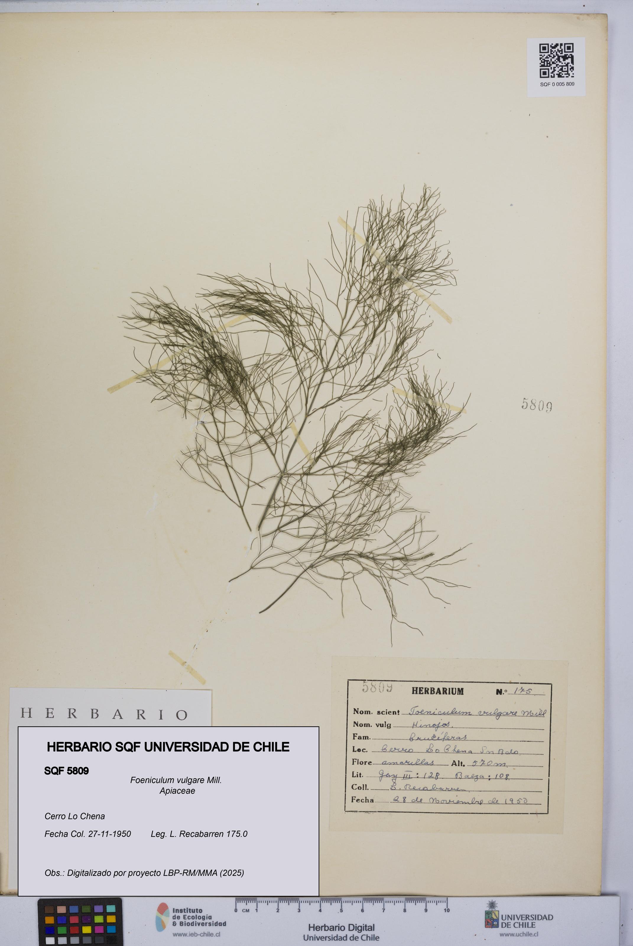 Foeniculum vulgare [Espécimen: UCH:SQF:0005809]