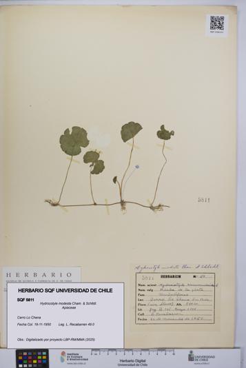 Hydrocotyle modesta [Espécimen: UCH:SQF:0005811]