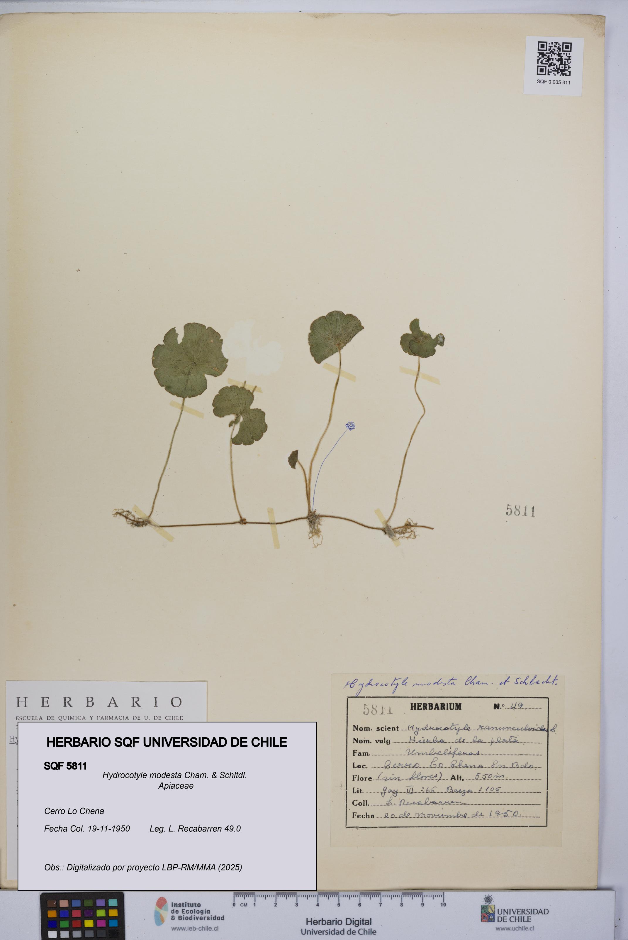 Hydrocotyle modesta [Espécimen: UCH:SQF:0005811]