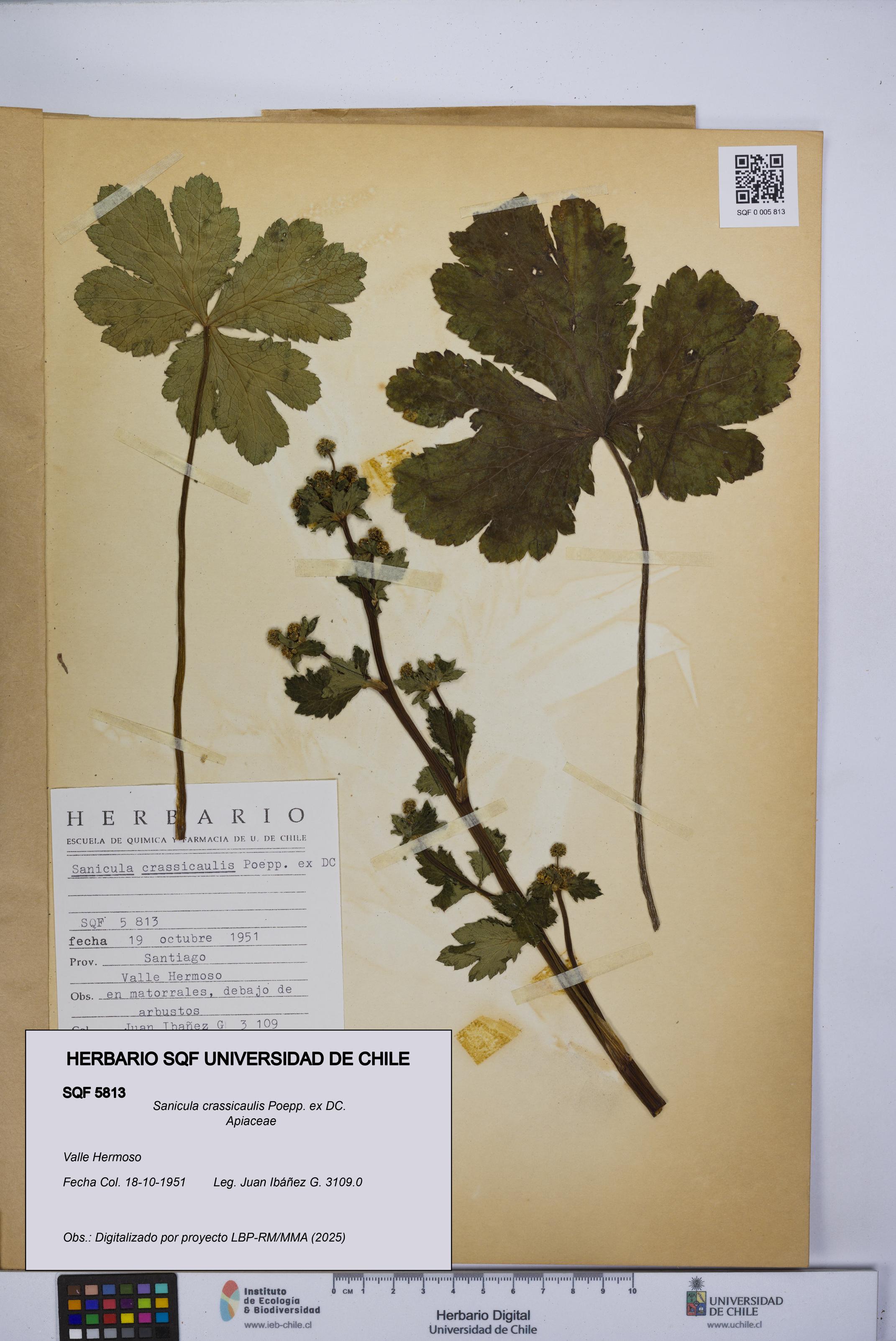 Sanicula crassicaulis [Espécimen: UCH:SQF:0005813]