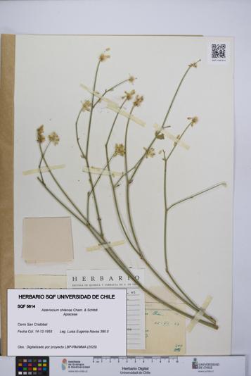 Asteriscium chilense [Espécimen: UCH:SQF:0005814]