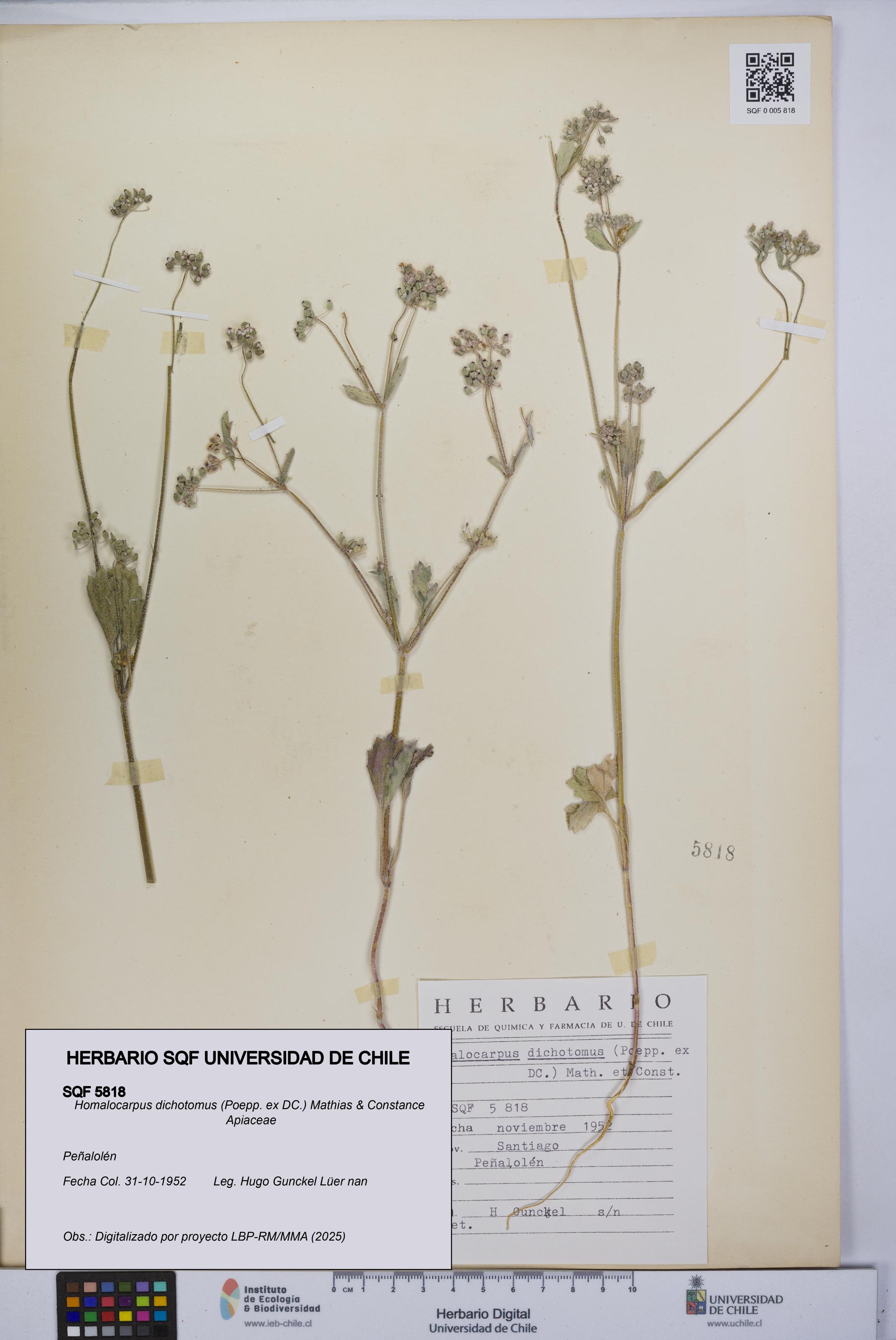 Homalocarpus dichotomus [Espécimen: UCH:SQF:0005818]