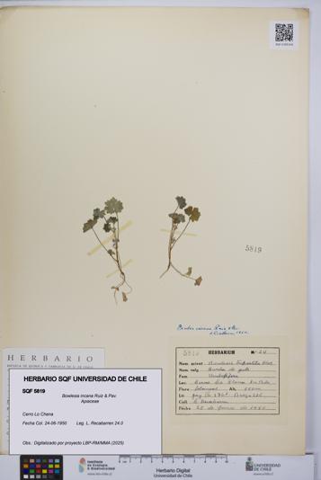 Bowlesia incana [Espécimen: UCH:SQF:0005819]