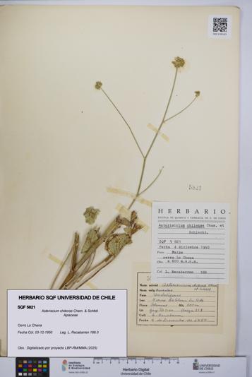 Asteriscium chilense [Espécimen: UCH:SQF:0005821]