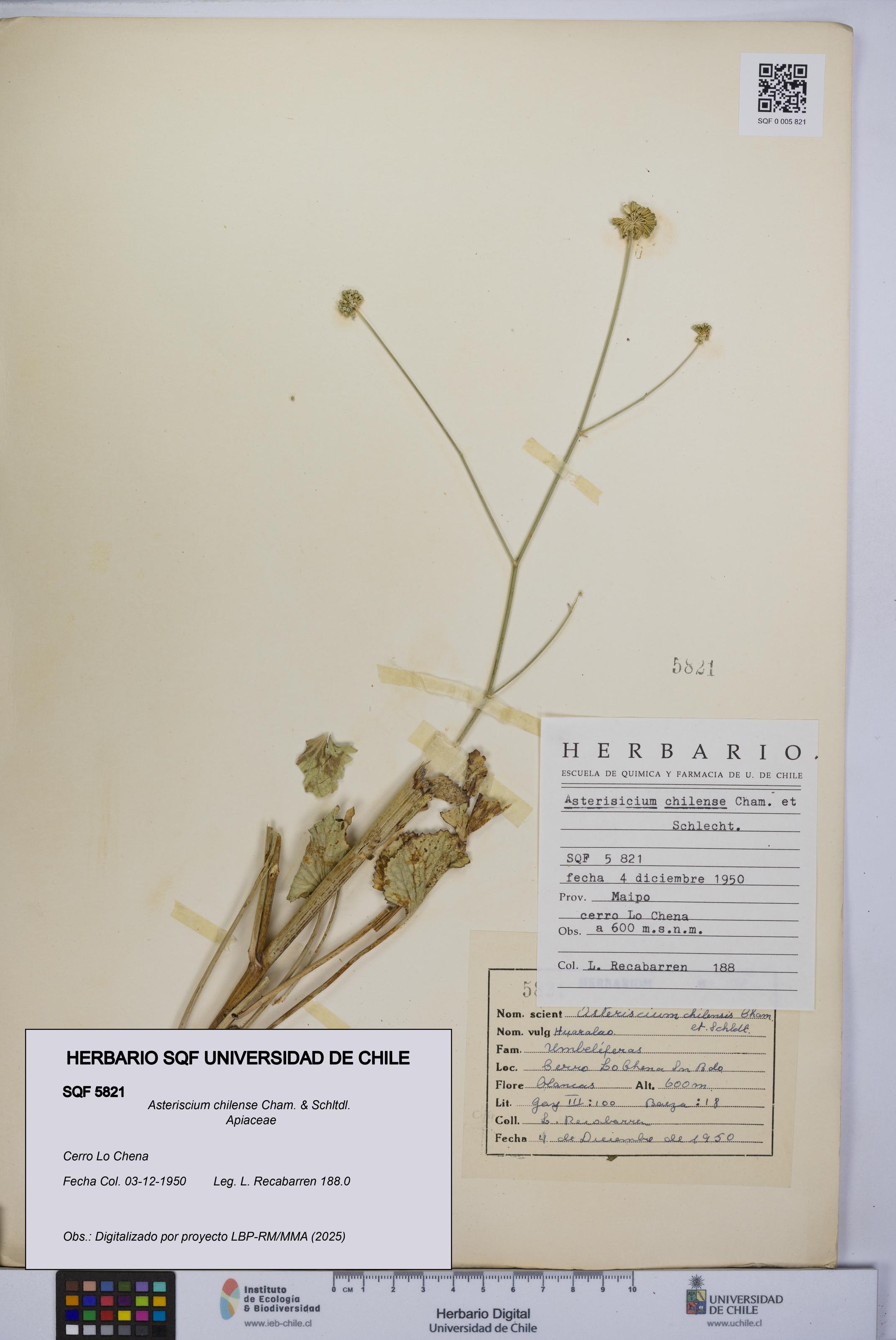 Asteriscium chilense [Espécimen: UCH:SQF:0005821]