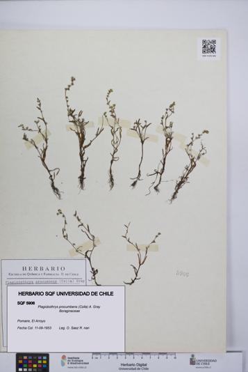 Plagiobothrys procumbens [Espécimen: UCH:SQF:0005906]