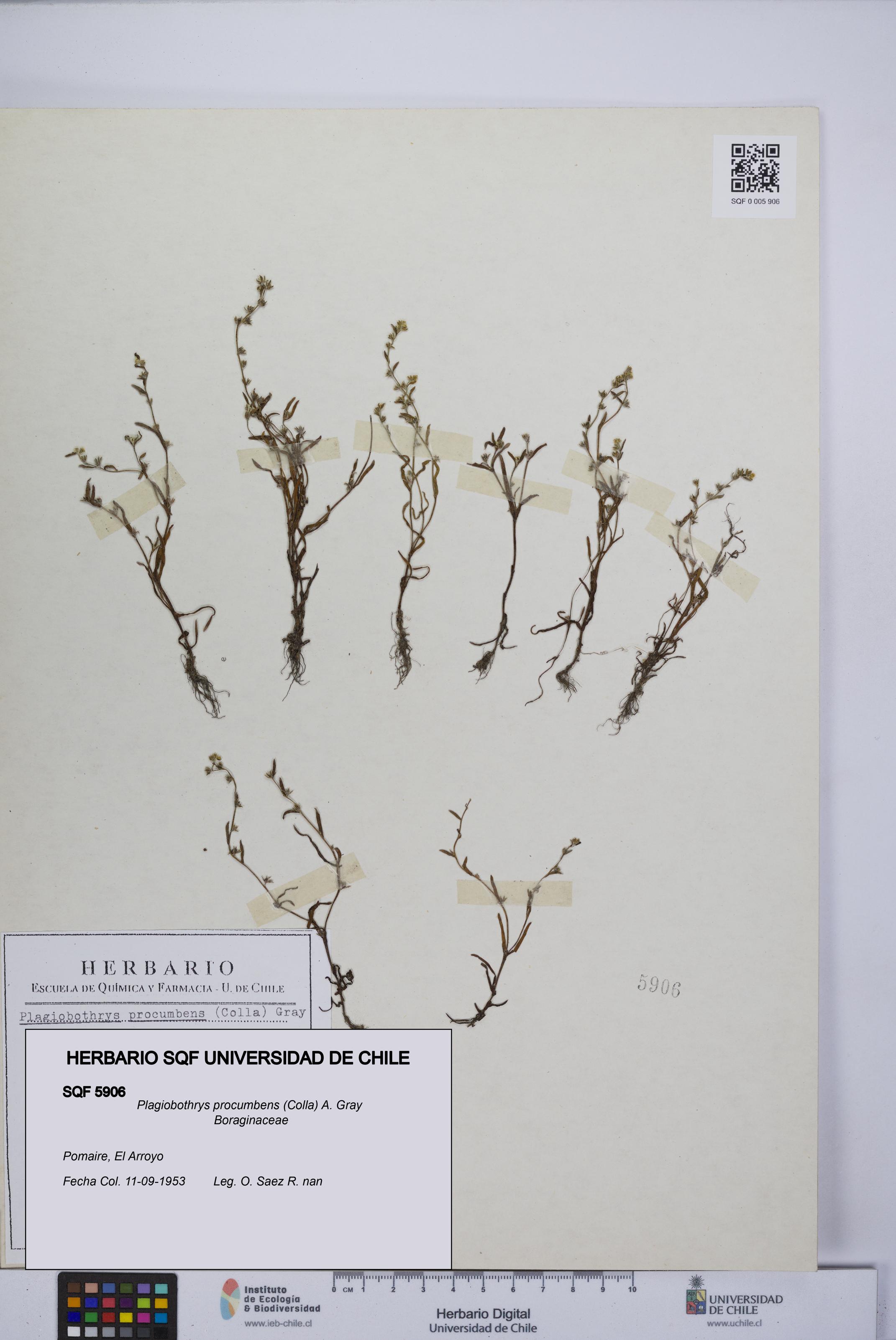 Plagiobothrys procumbens [Espécimen: UCH:SQF:0005906]