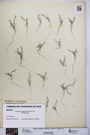 Pectocarya linearis [Espécimen: UCH:SQF:0005913]