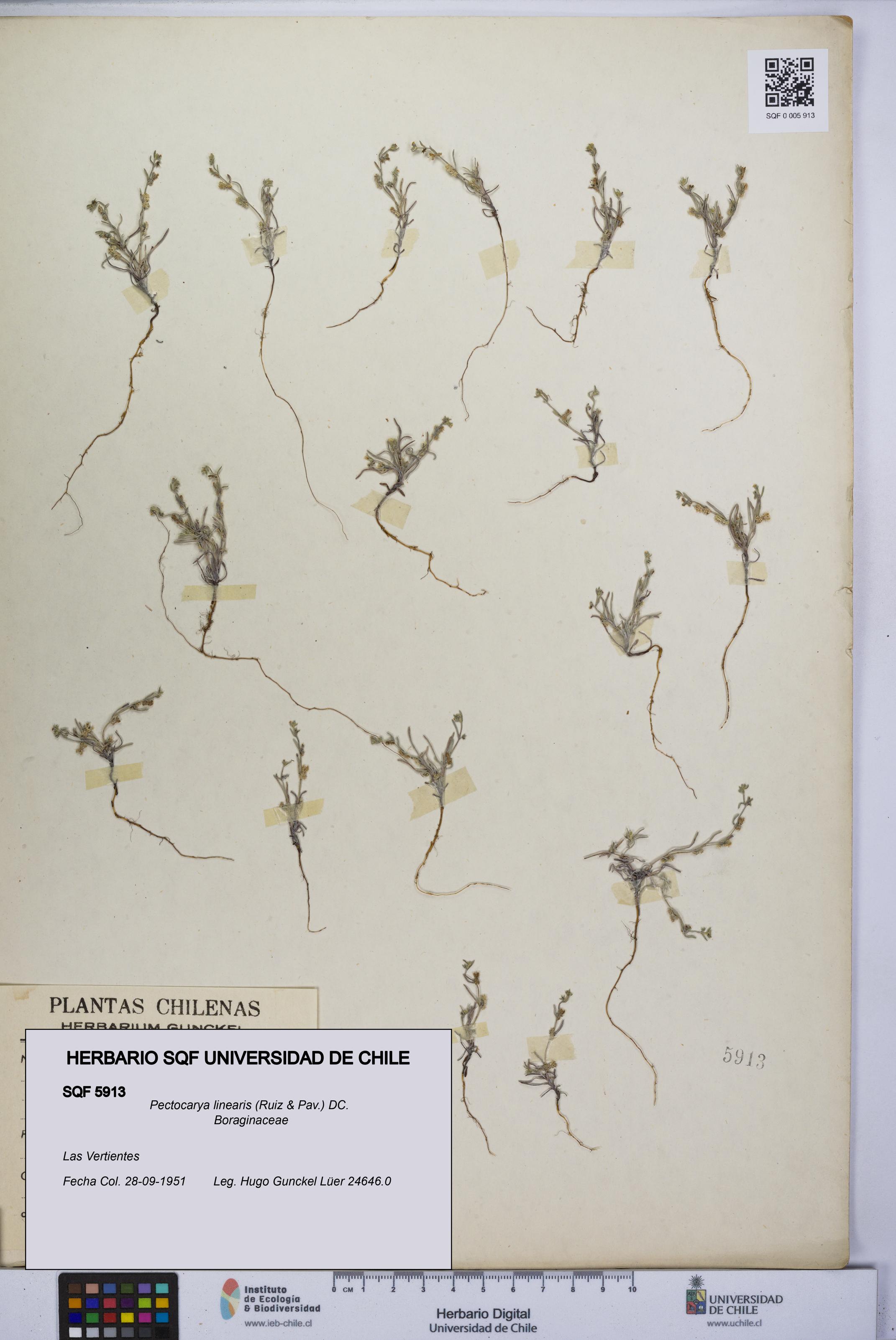 Pectocarya linearis [Espécimen: UCH:SQF:0005913]