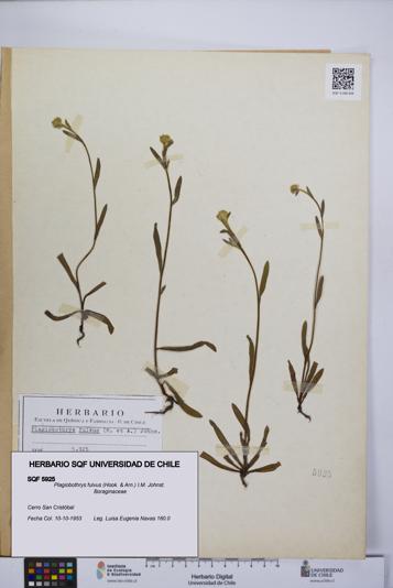 Plagiobothrys fulvus [Espécimen: UCH:SQF:0005925]