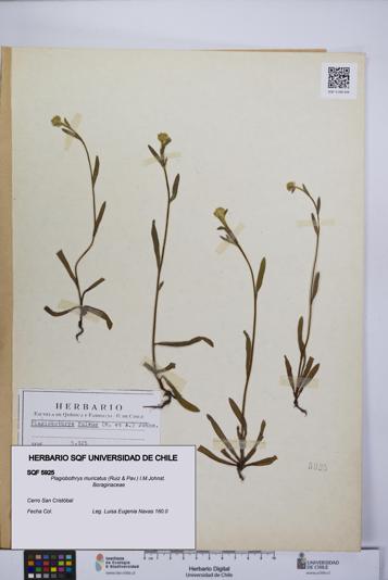 Plagiobothrys muricatus [Espécimen: ]