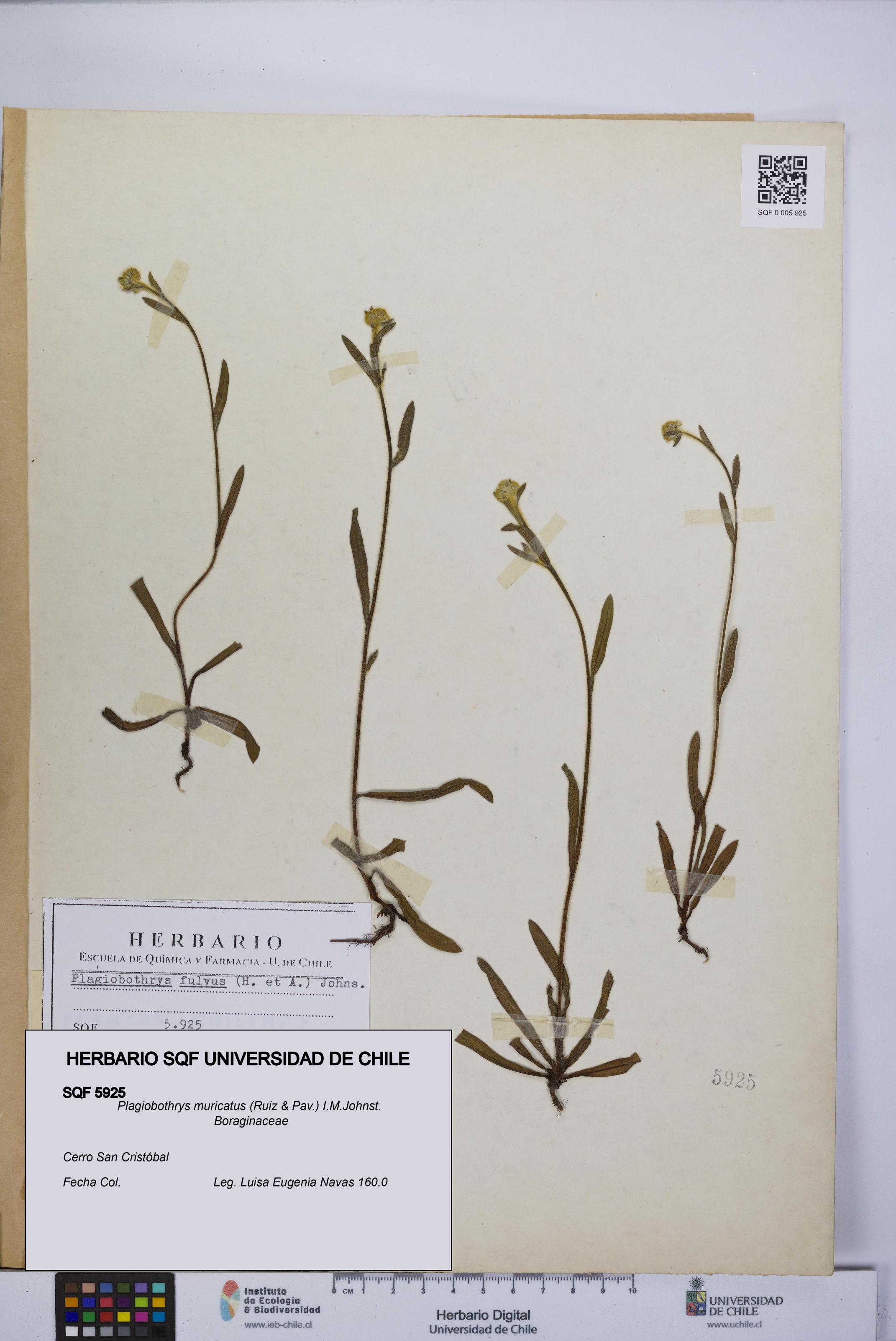 Plagiobothrys muricatus [Espécimen: ]