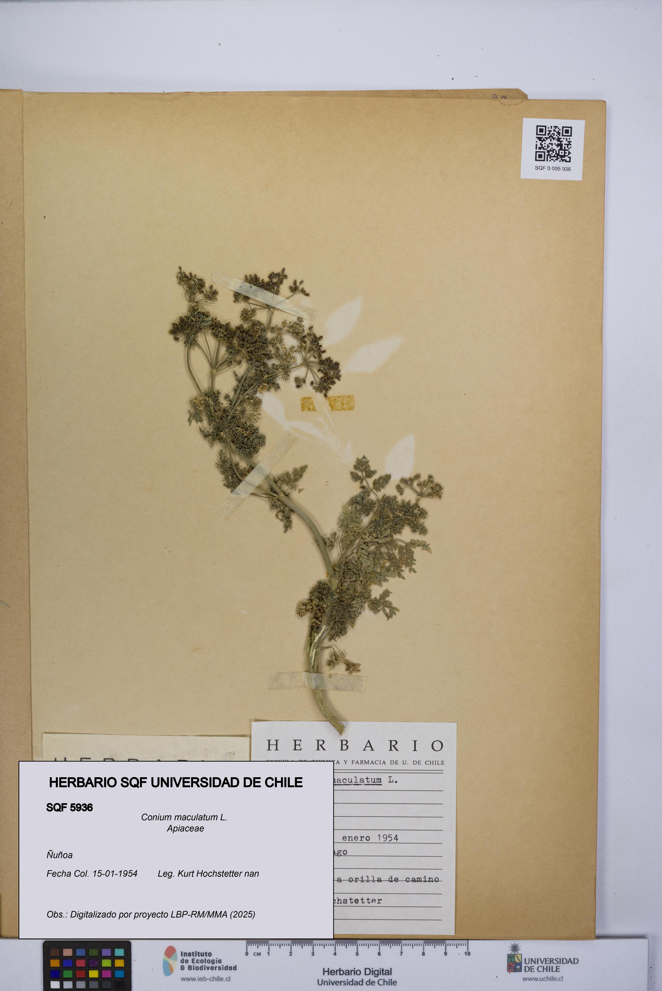 Conium maculatum [Espécimen: UCH:SQF:0005936]