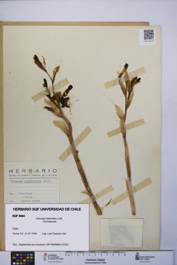 Chloraea bletioides [Espécimen: UCH:SQF:0005944]