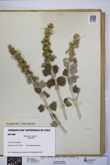 Marrubium vulgare [Espécimen: UCH:SQF:0005992]