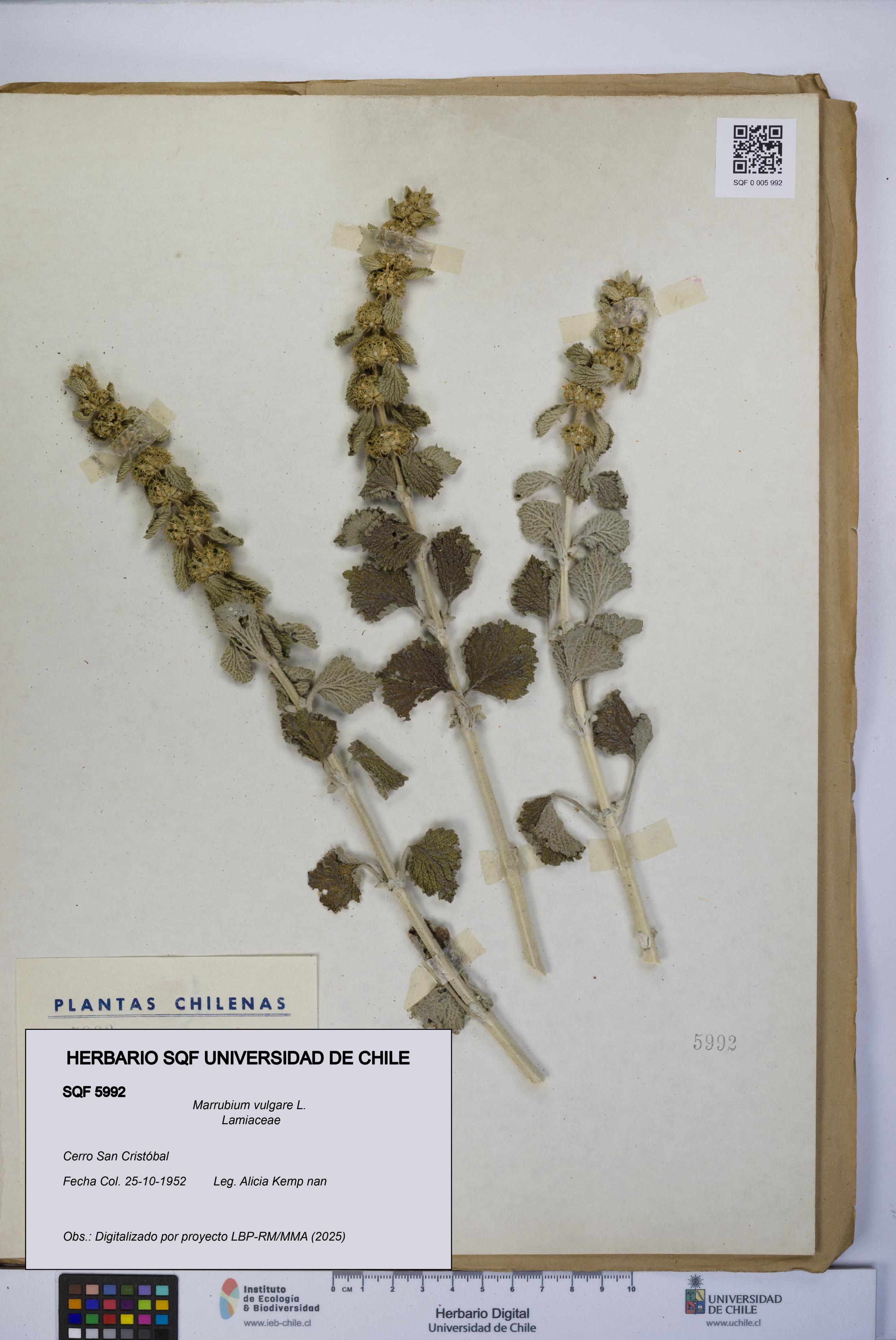 Marrubium vulgare [Espécimen: UCH:SQF:0005992]