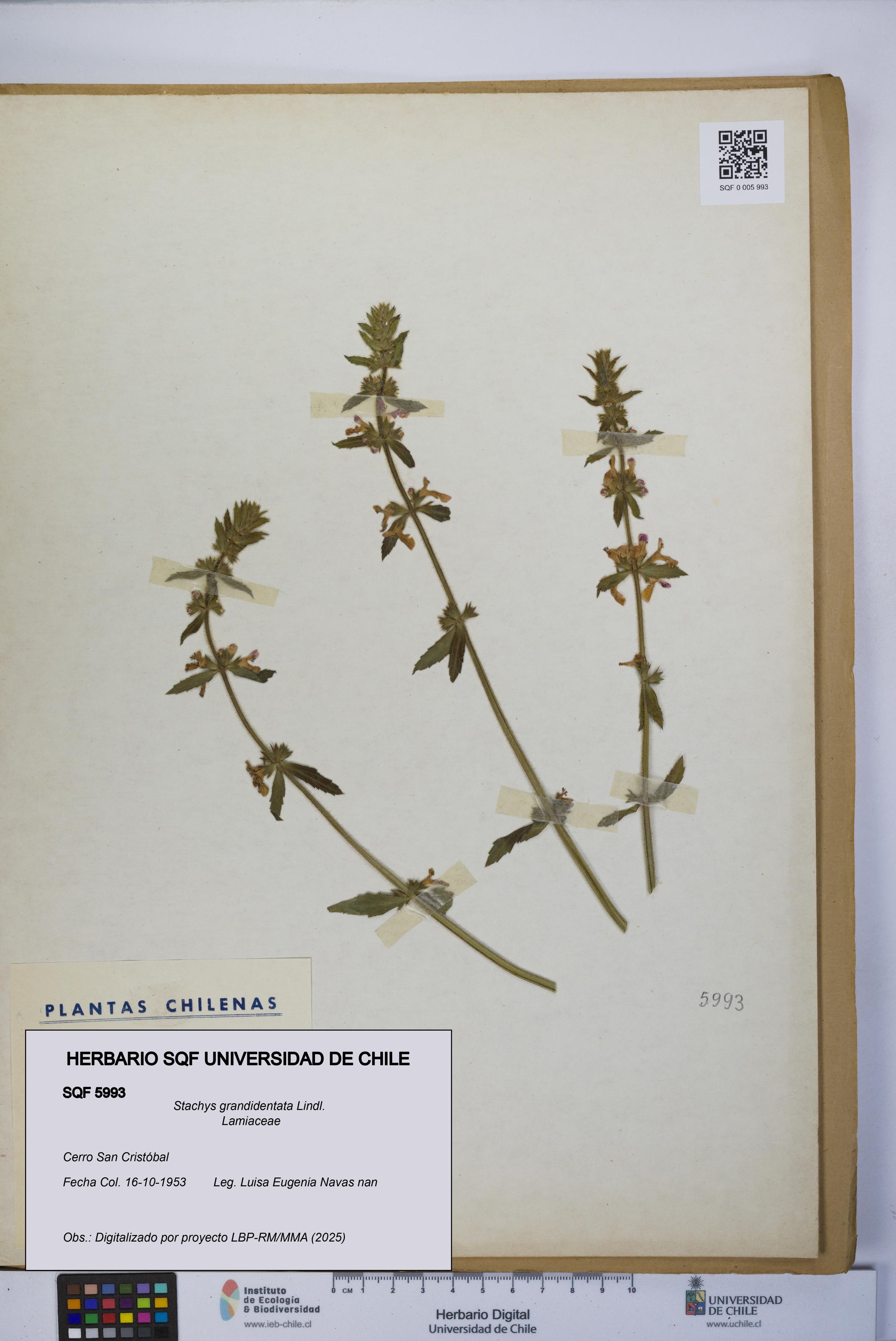 Stachys grandidentata [Espécimen: UCH:SQF:0005993]