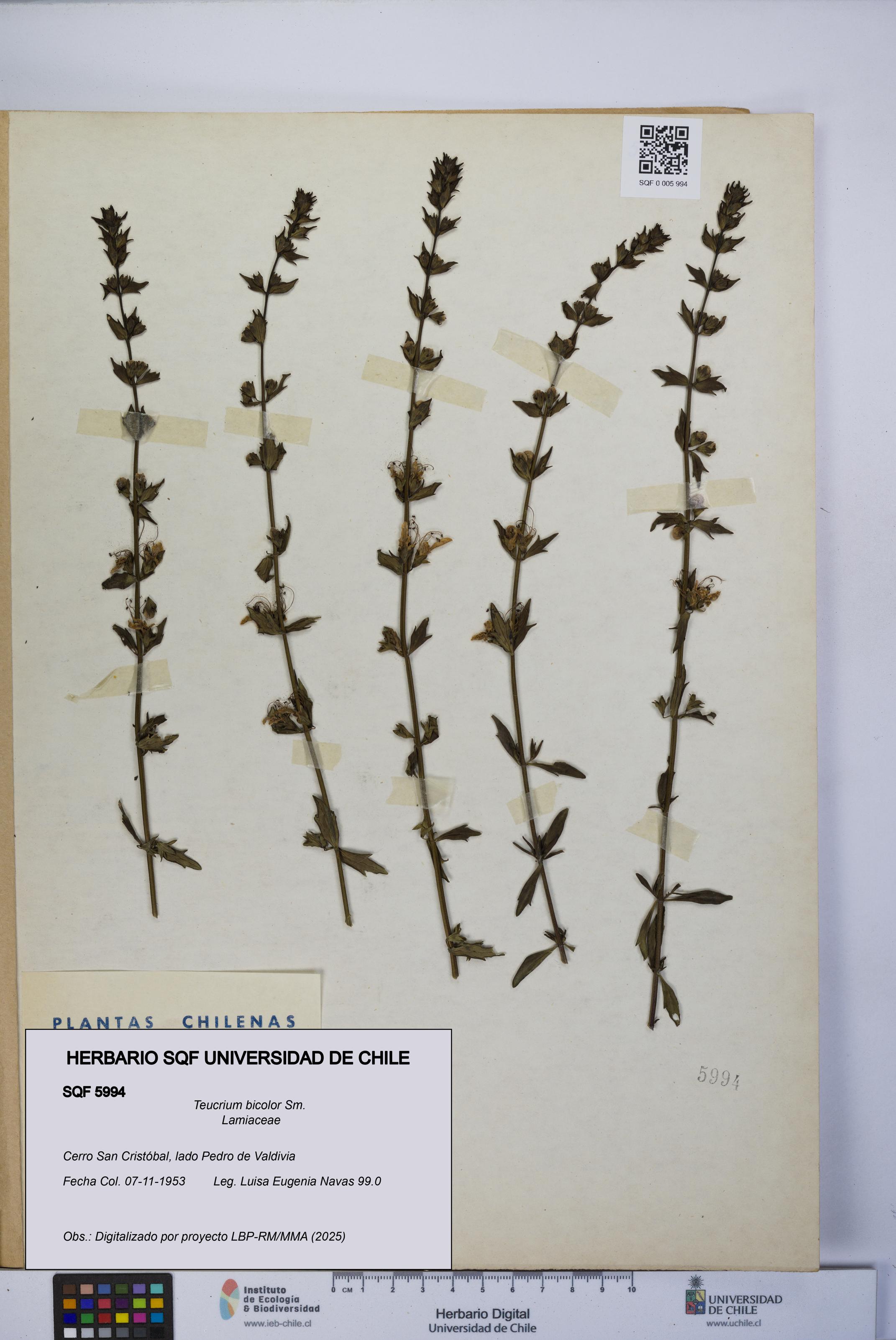 Teucrium bicolor [Espécimen: UCH:SQF:0005994]