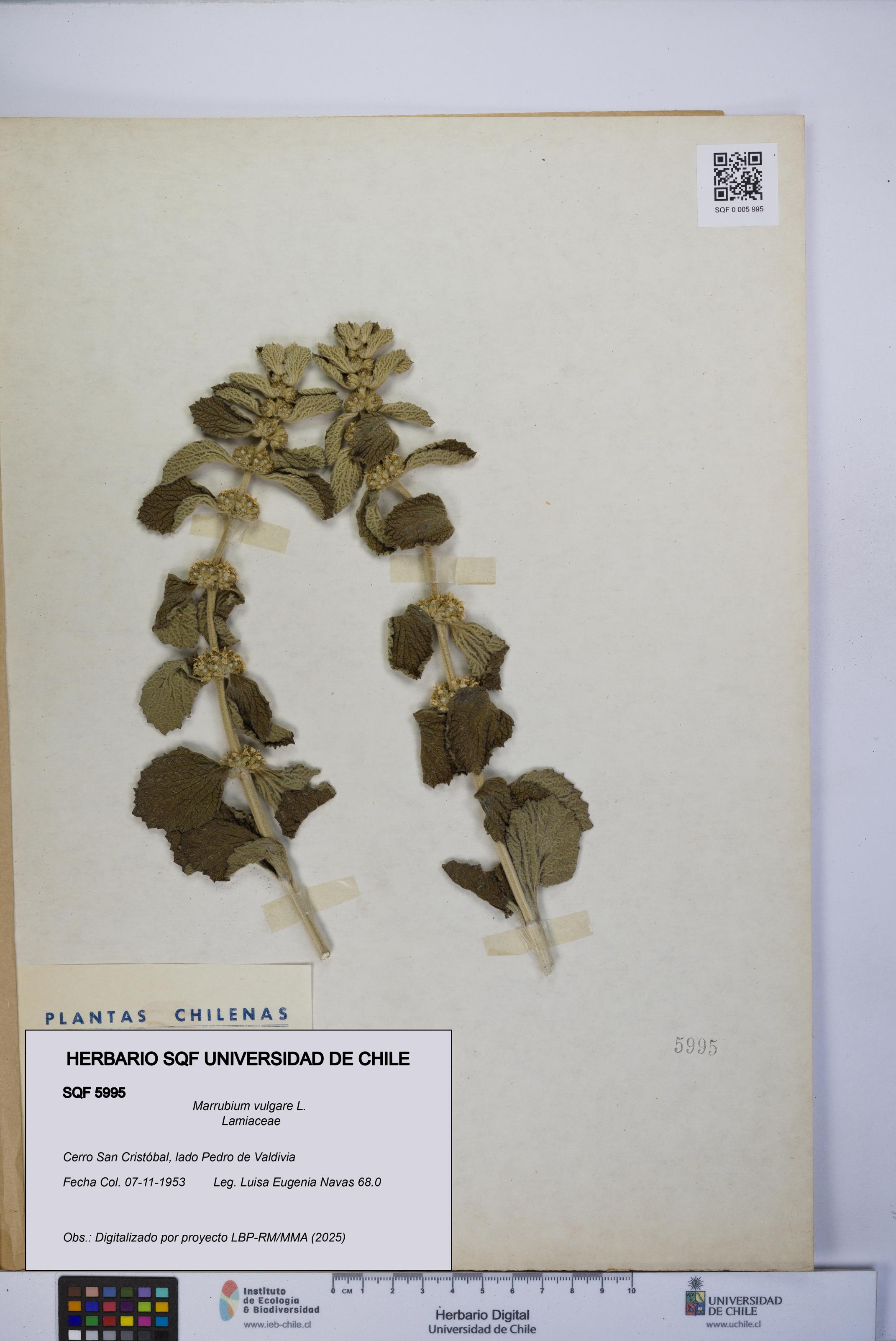 Marrubium vulgare [Espécimen: UCH:SQF:0005995]