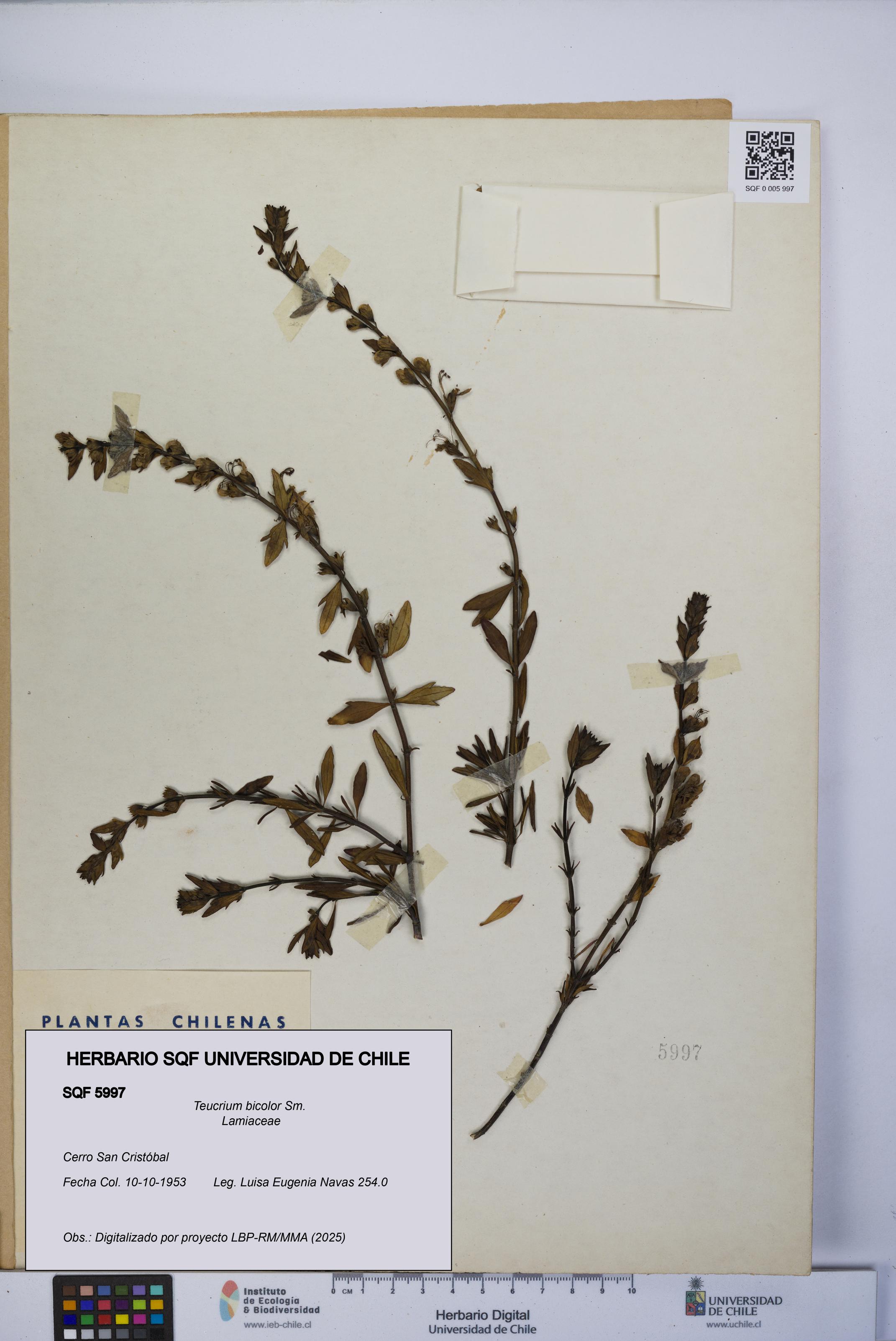 Teucrium bicolor [Espécimen: UCH:SQF:0005997]