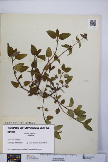 Prunella vulgaris [Espécimen: UCH:SQF:0005998]