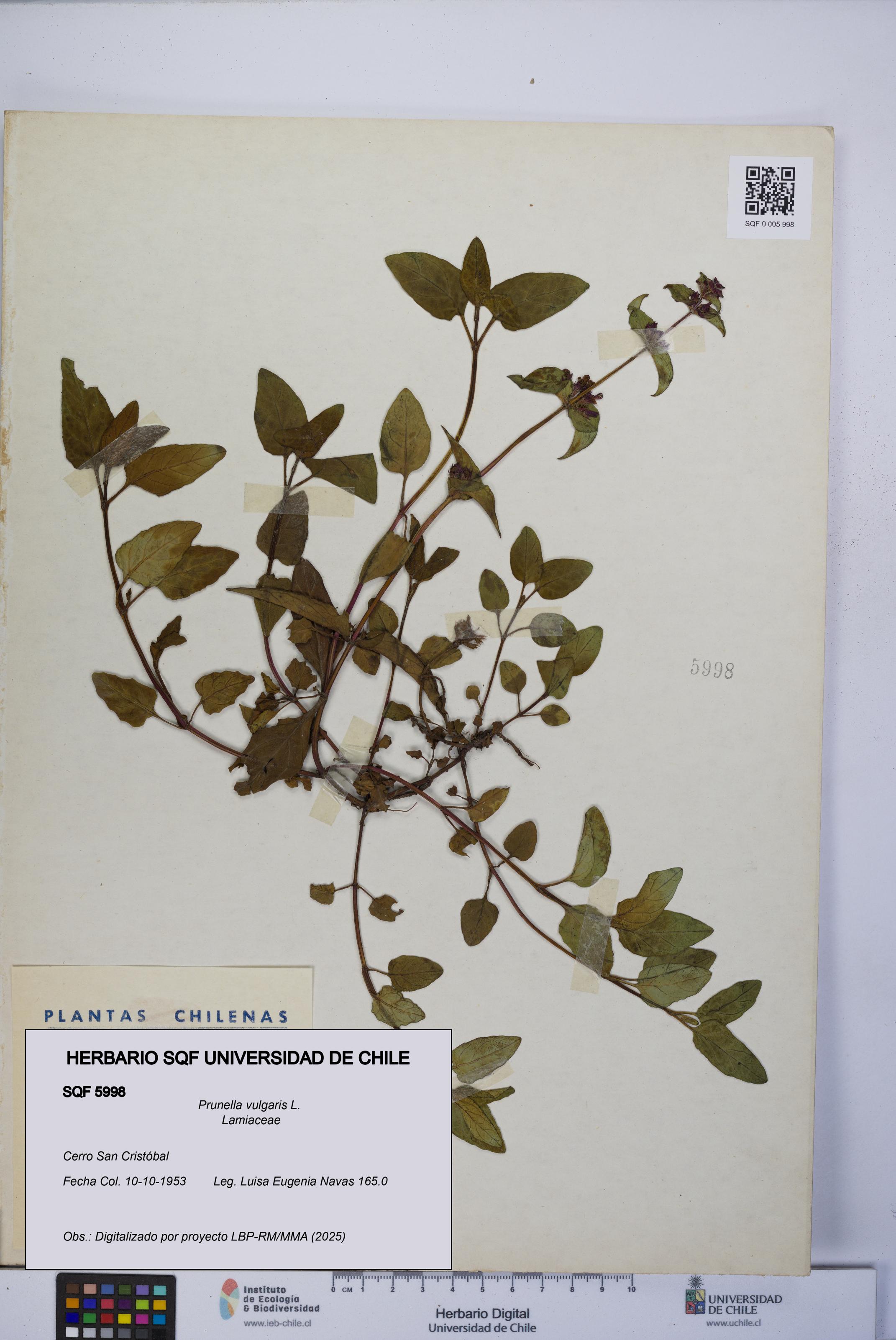 Prunella vulgaris [Espécimen: UCH:SQF:0005998]