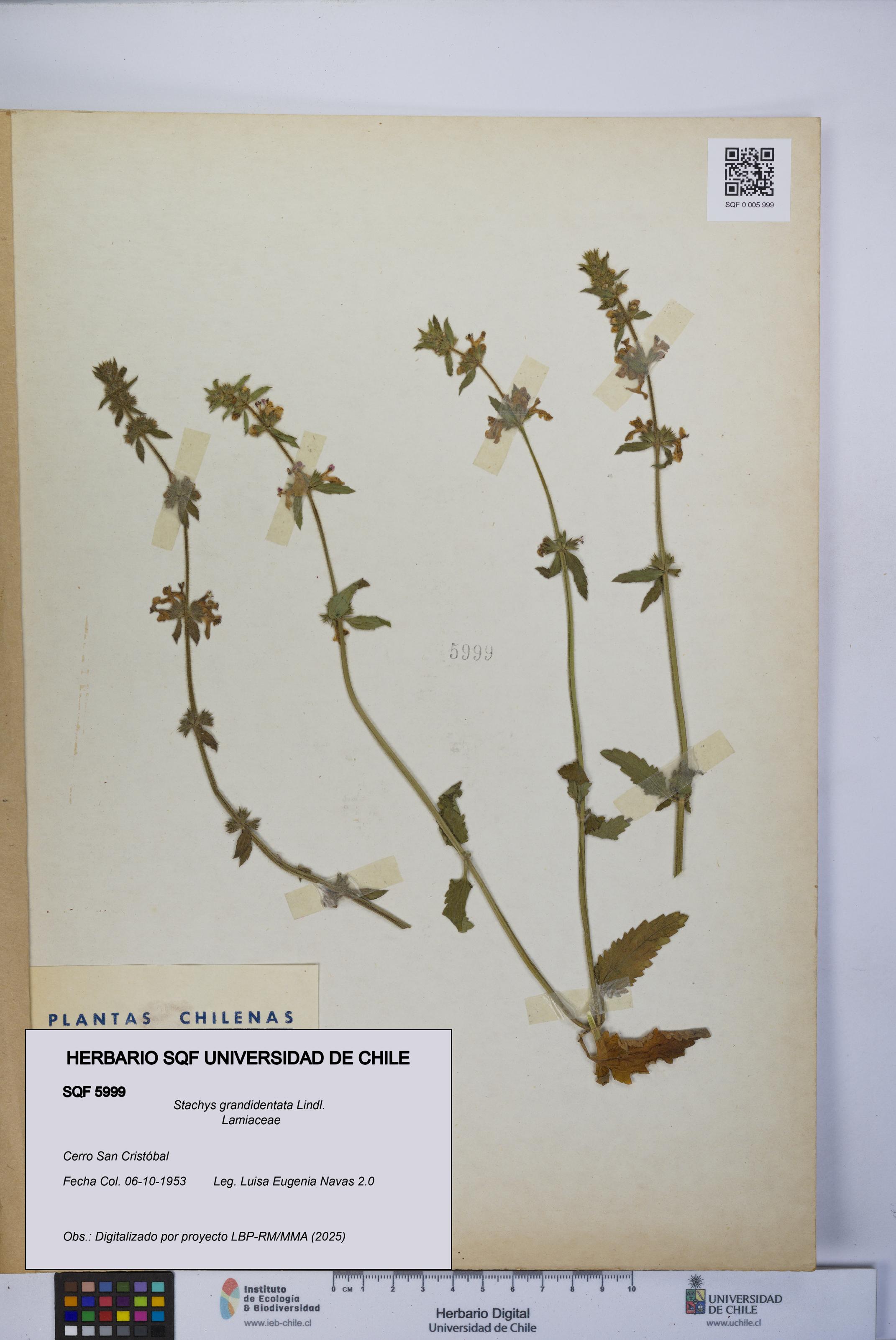 Stachys grandidentata [Espécimen: UCH:SQF:0005999]
