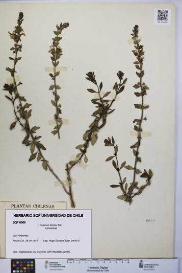 Teucrium bicolor [Espécimen: UCH:SQF:0006000]