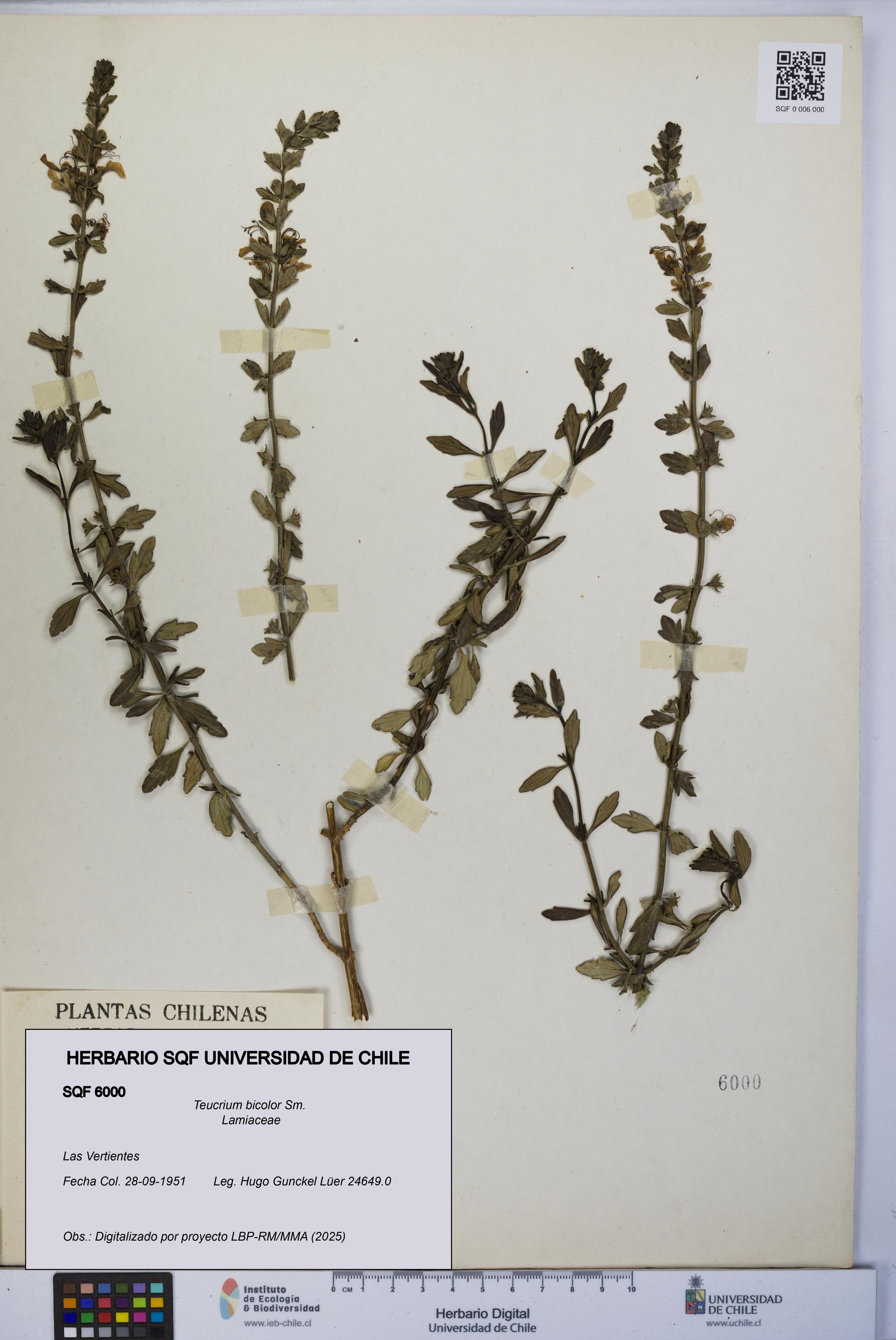 Teucrium bicolor [Espécimen: UCH:SQF:0006000]