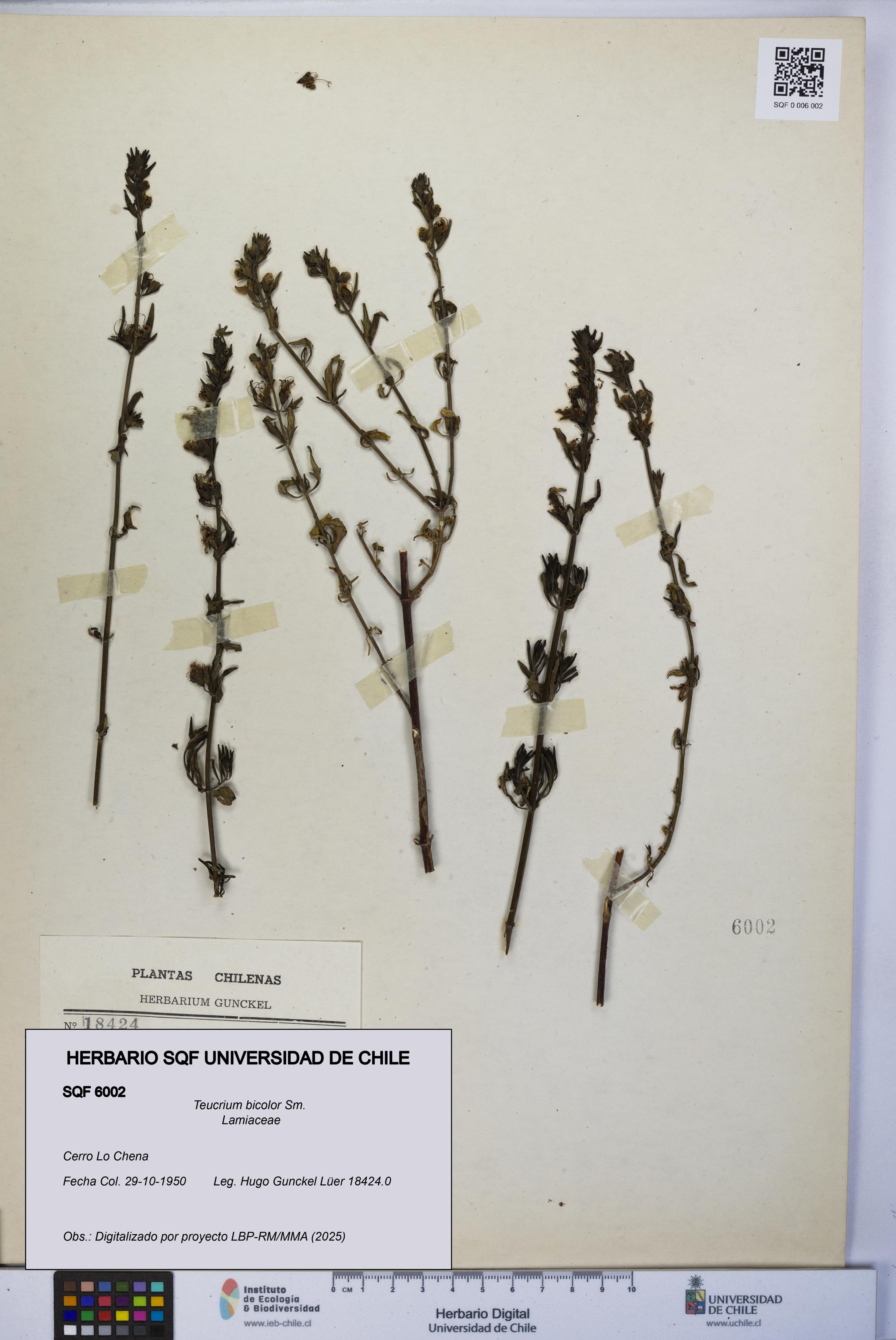 Teucrium bicolor [Espécimen: UCH:SQF:0006002]