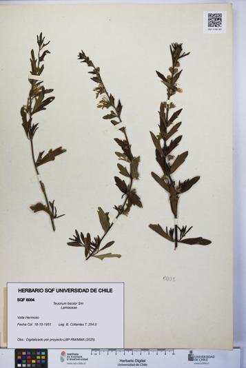 Teucrium bicolor [Espécimen: UCH:SQF:0006004]