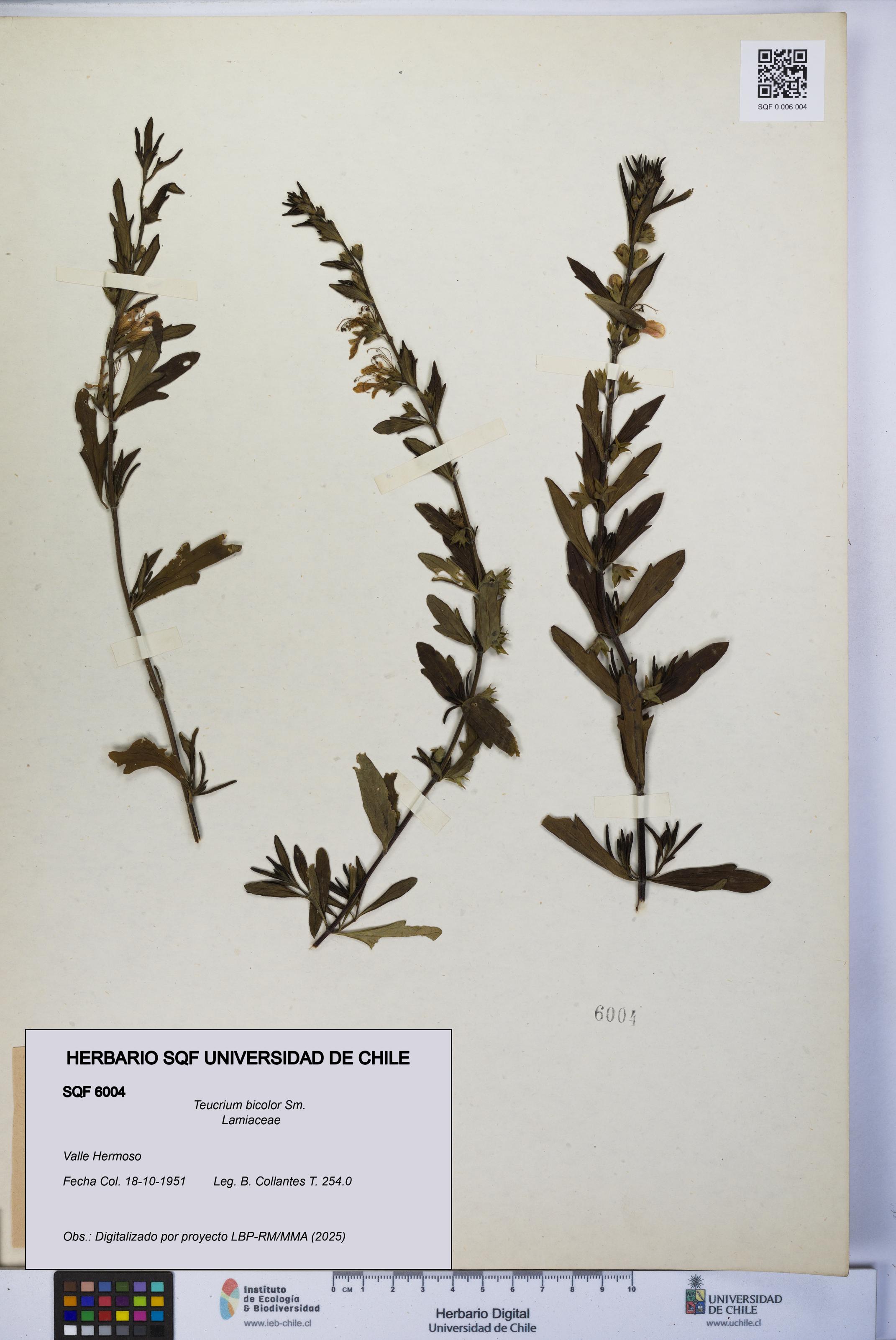 Teucrium bicolor [Espécimen: UCH:SQF:0006004]