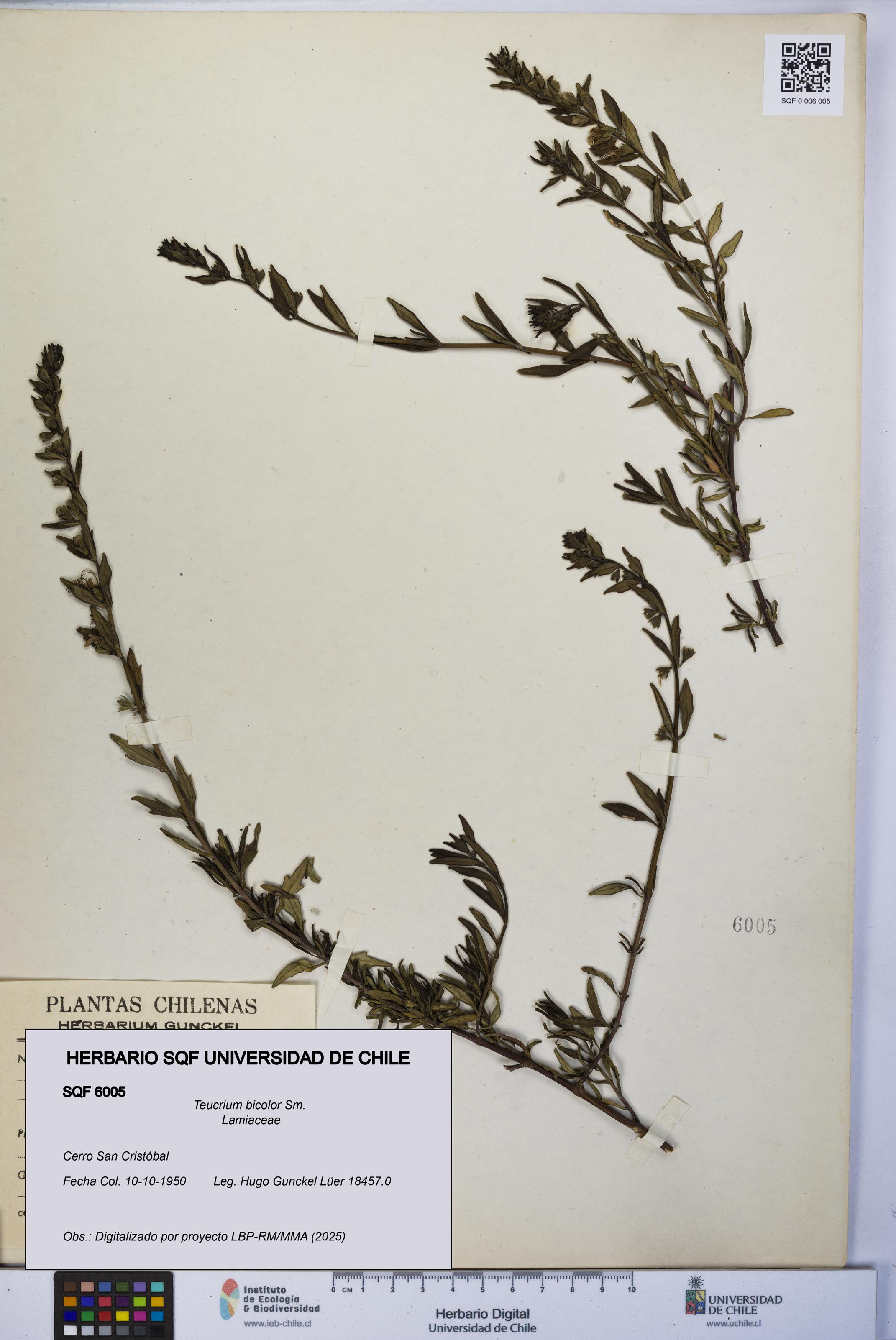 Teucrium bicolor [Espécimen: UCH:SQF:0006005]