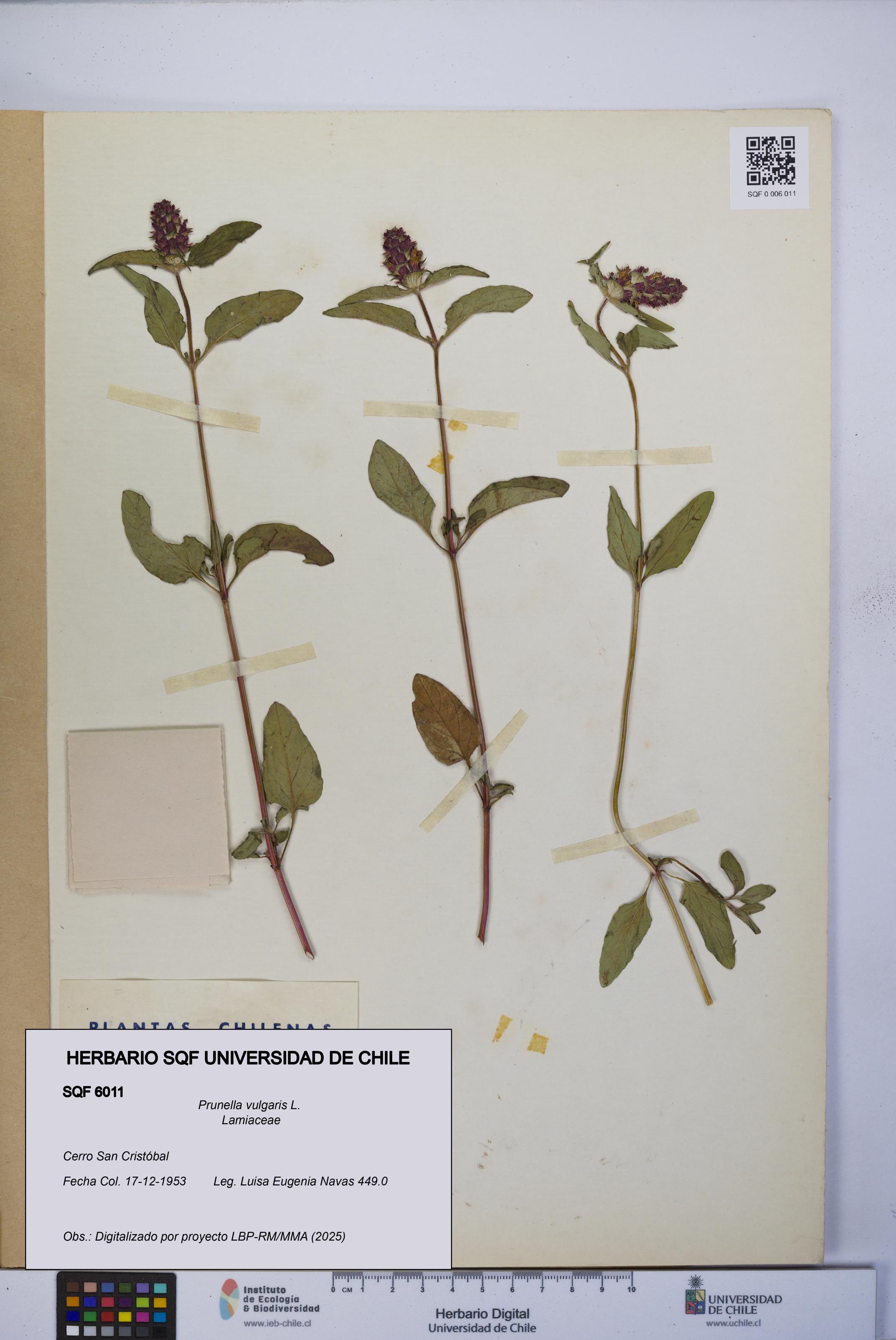 Prunella vulgaris [Espécimen: UCH:SQF:0006011]