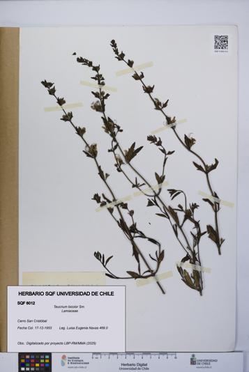 Teucrium bicolor [Espécimen: UCH:SQF:0006012]