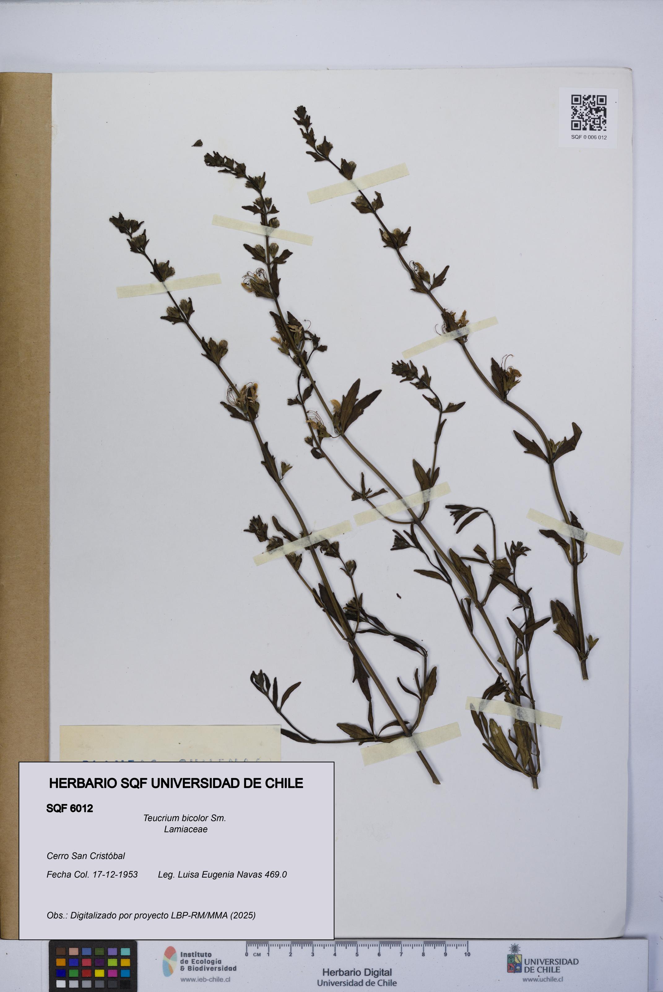 Teucrium bicolor [Espécimen: UCH:SQF:0006012]